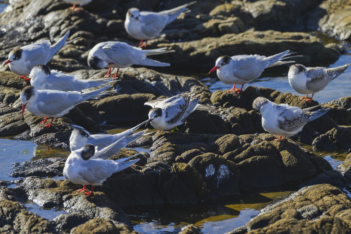 South American Tern - ML640052883