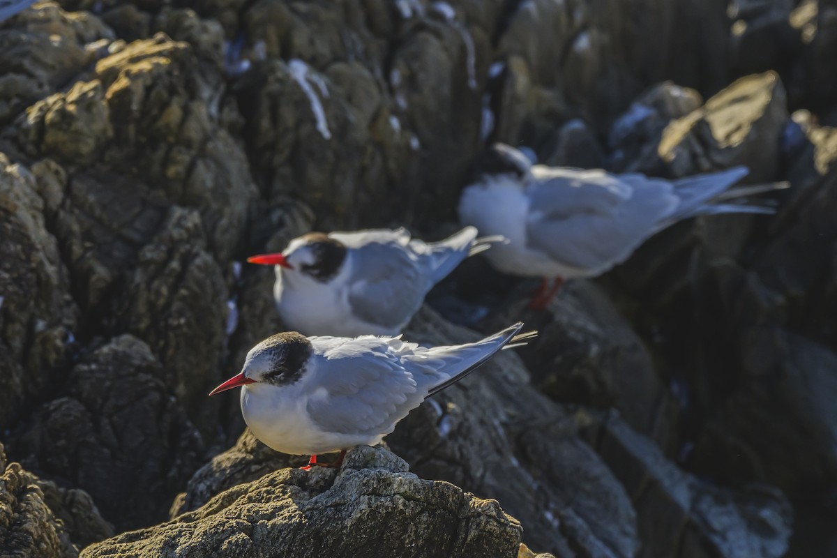 South American Tern - ML640052909