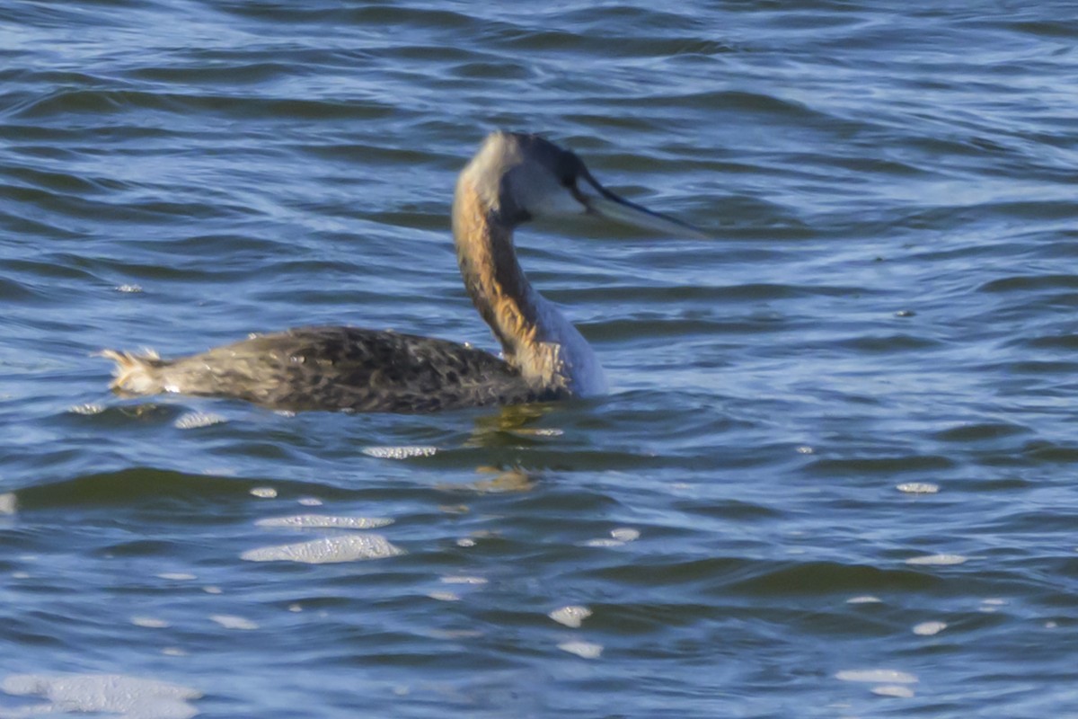 Great Grebe - ML640052923