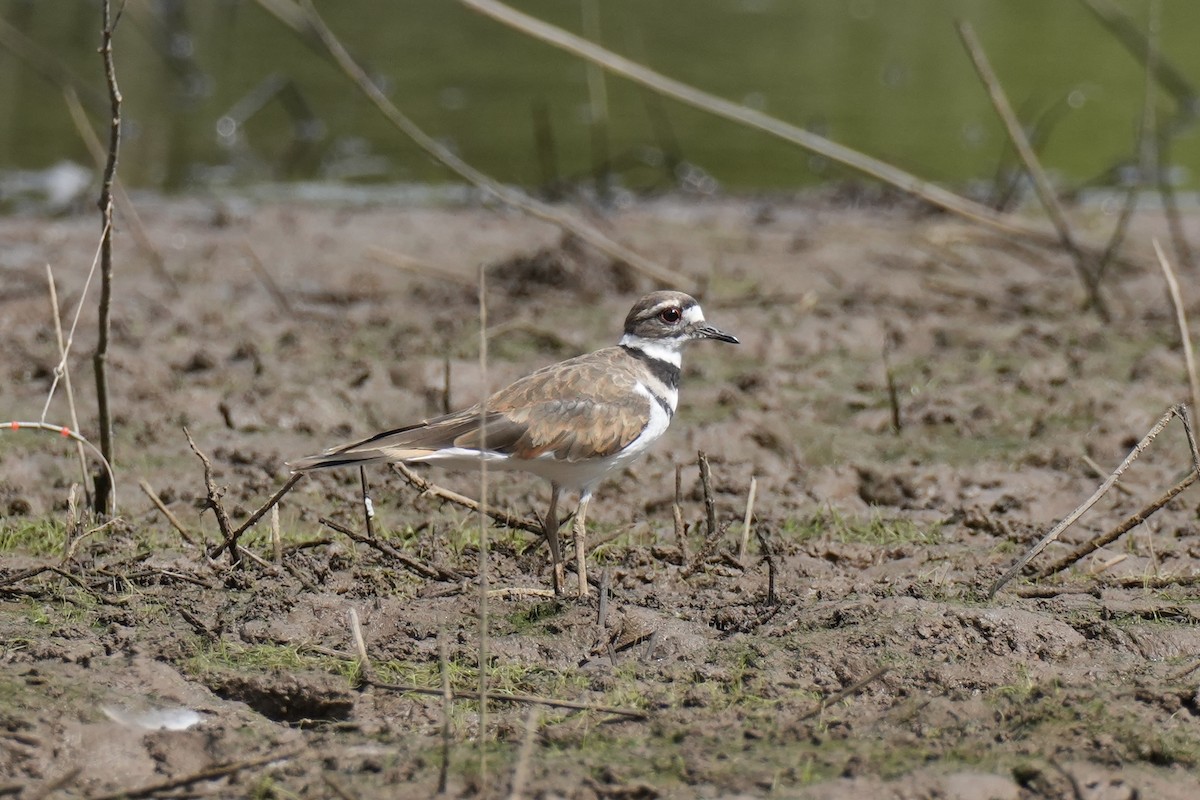 Killdeer - ML640052937