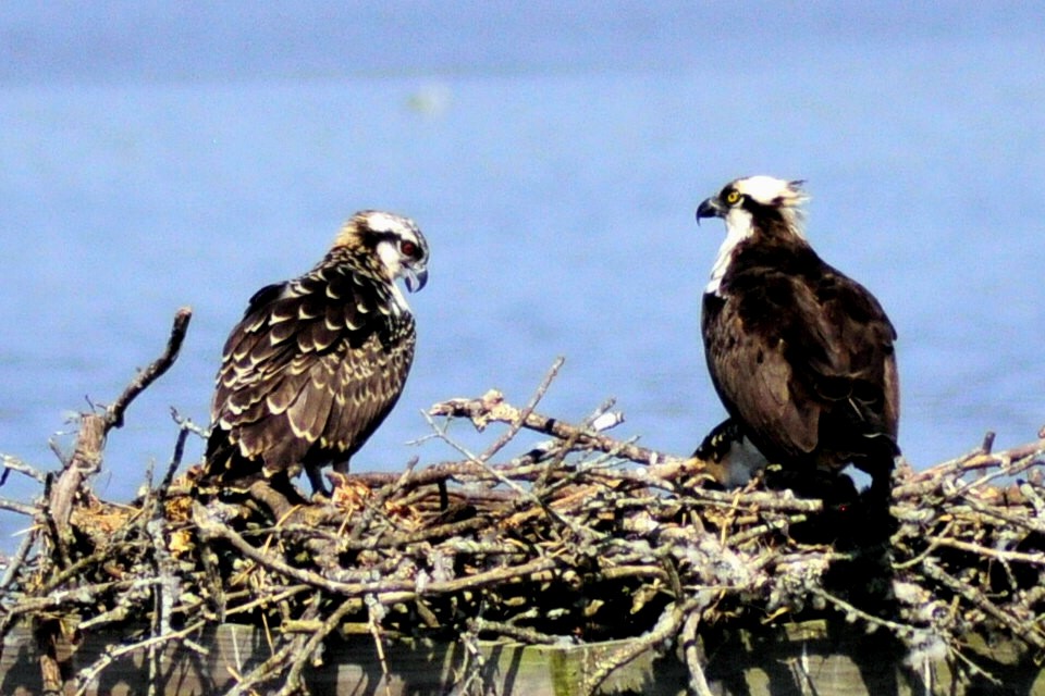 Osprey - ML640052946