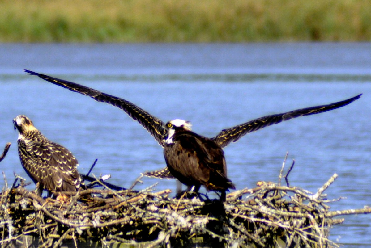 Osprey - ML640052947