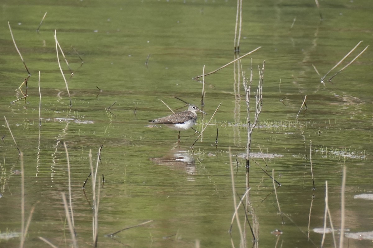 Solitary Sandpiper - ML640052948