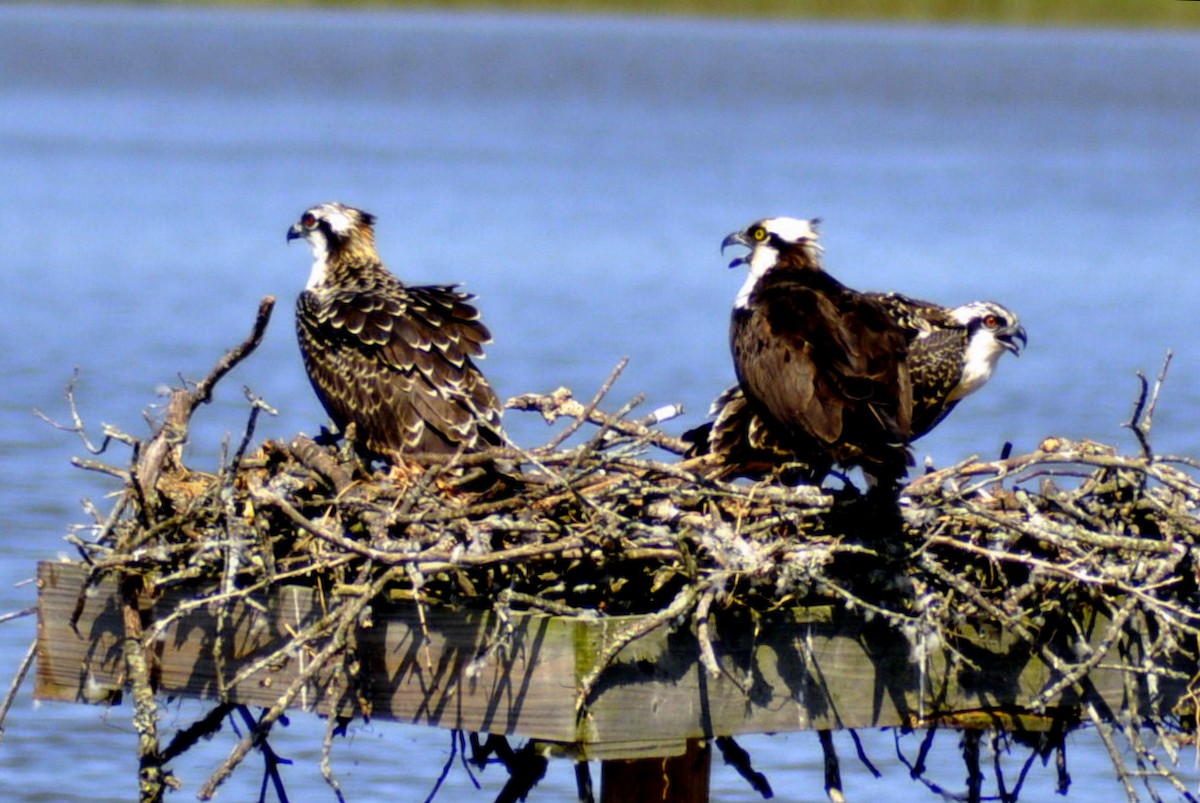 Osprey - ML640052949