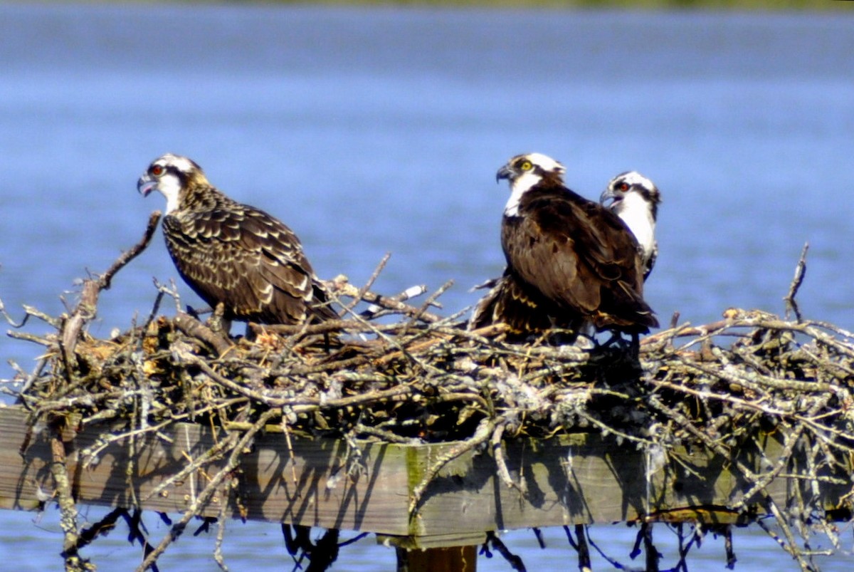 Osprey - ML640052950