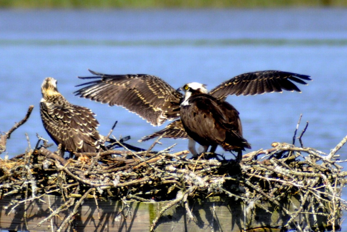 Osprey - ML640052951