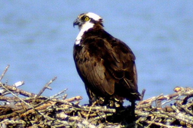 Osprey - ML640052952