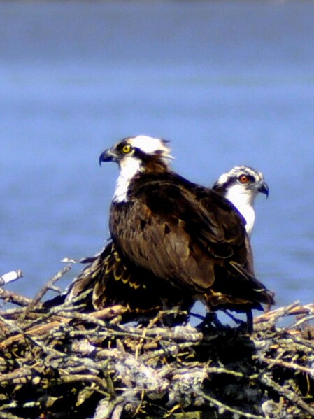 Osprey - ML640052953