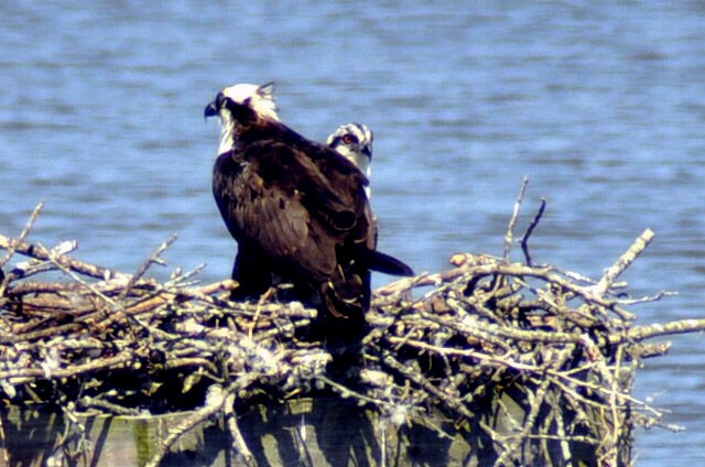 Osprey - ML640052954