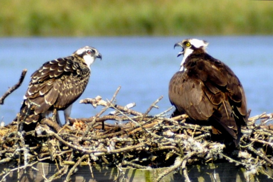 Osprey - ML640052955