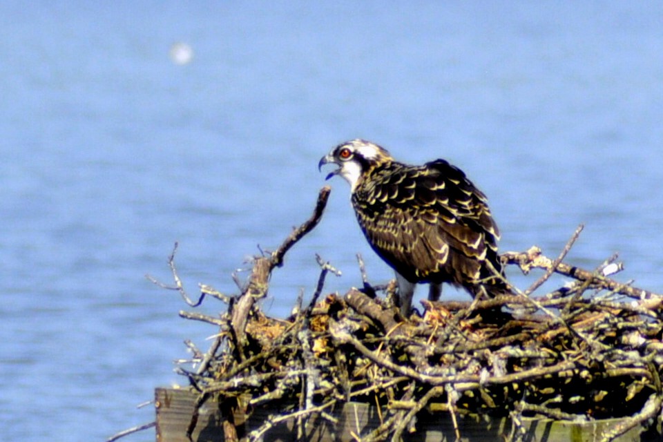 Osprey - ML640052956