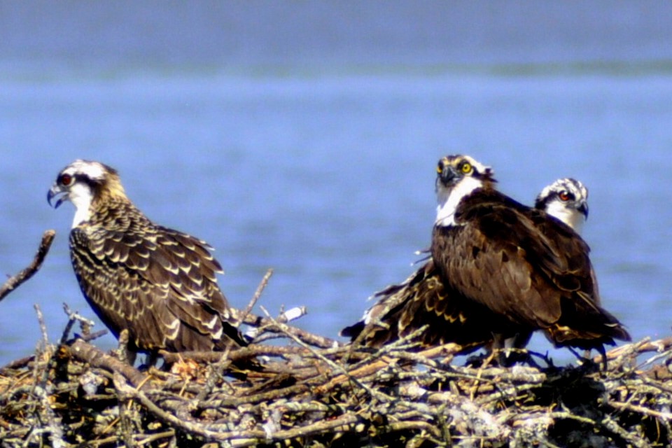 Osprey - ML640052957