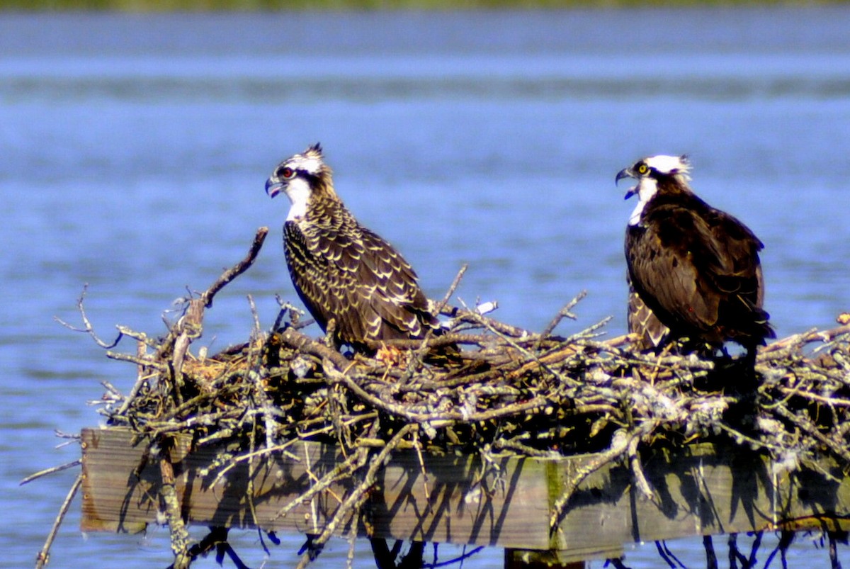 Osprey - ML640052958