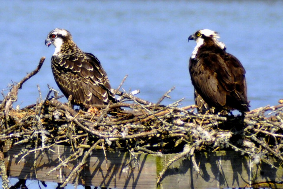 Osprey - ML640052959