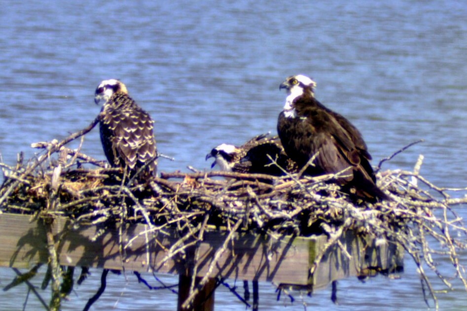 Osprey - ML640052961