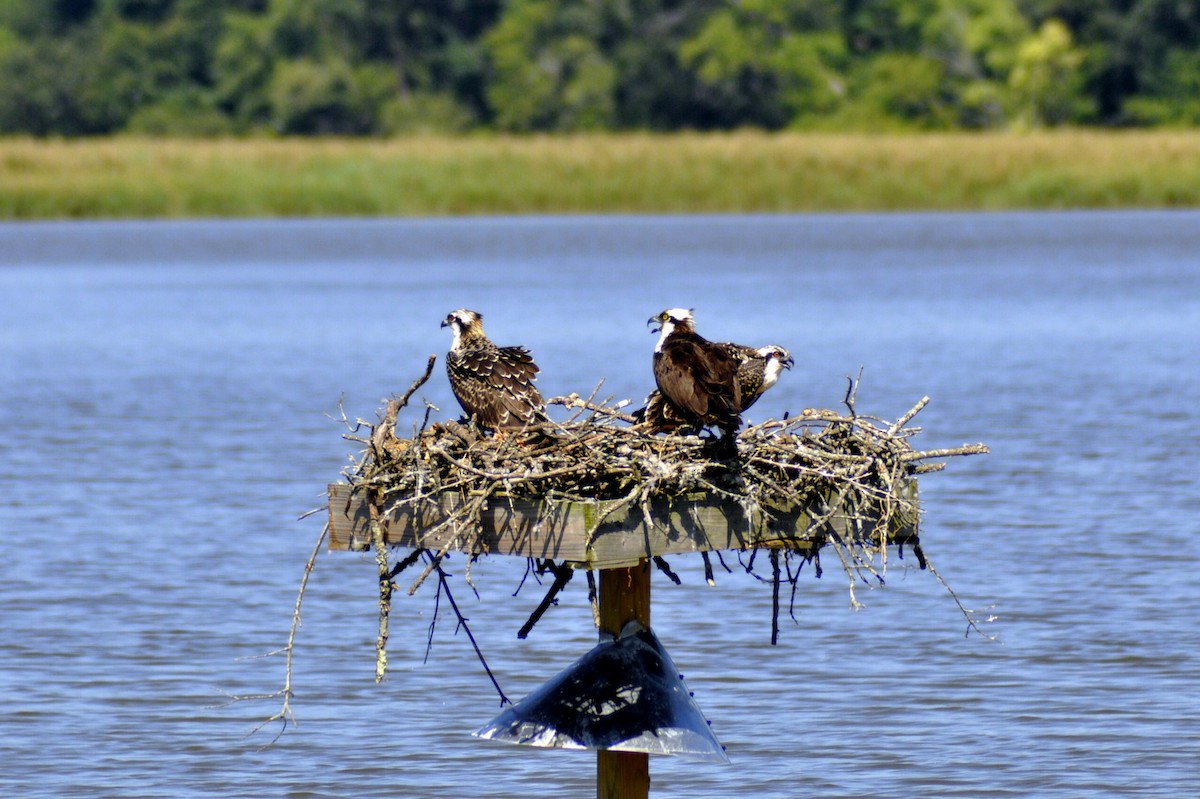 Osprey - ML640052965