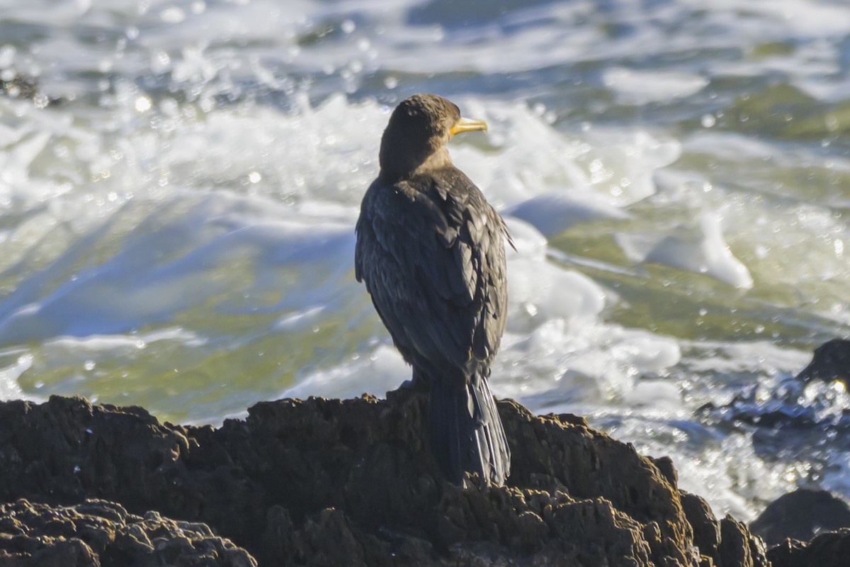 Neotropic Cormorant - ML640052969