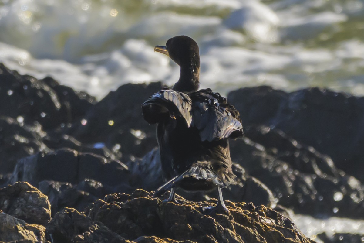 Neotropic Cormorant - ML640052971