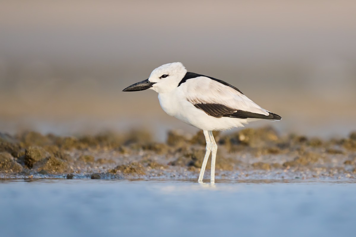 Crab-Plover - ML640052977