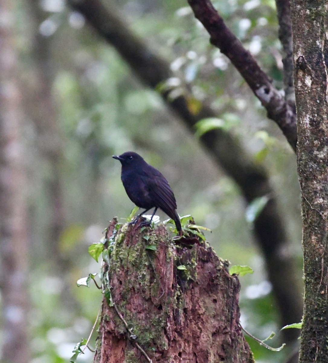 Bornean Whistling-Thrush - ML640053156