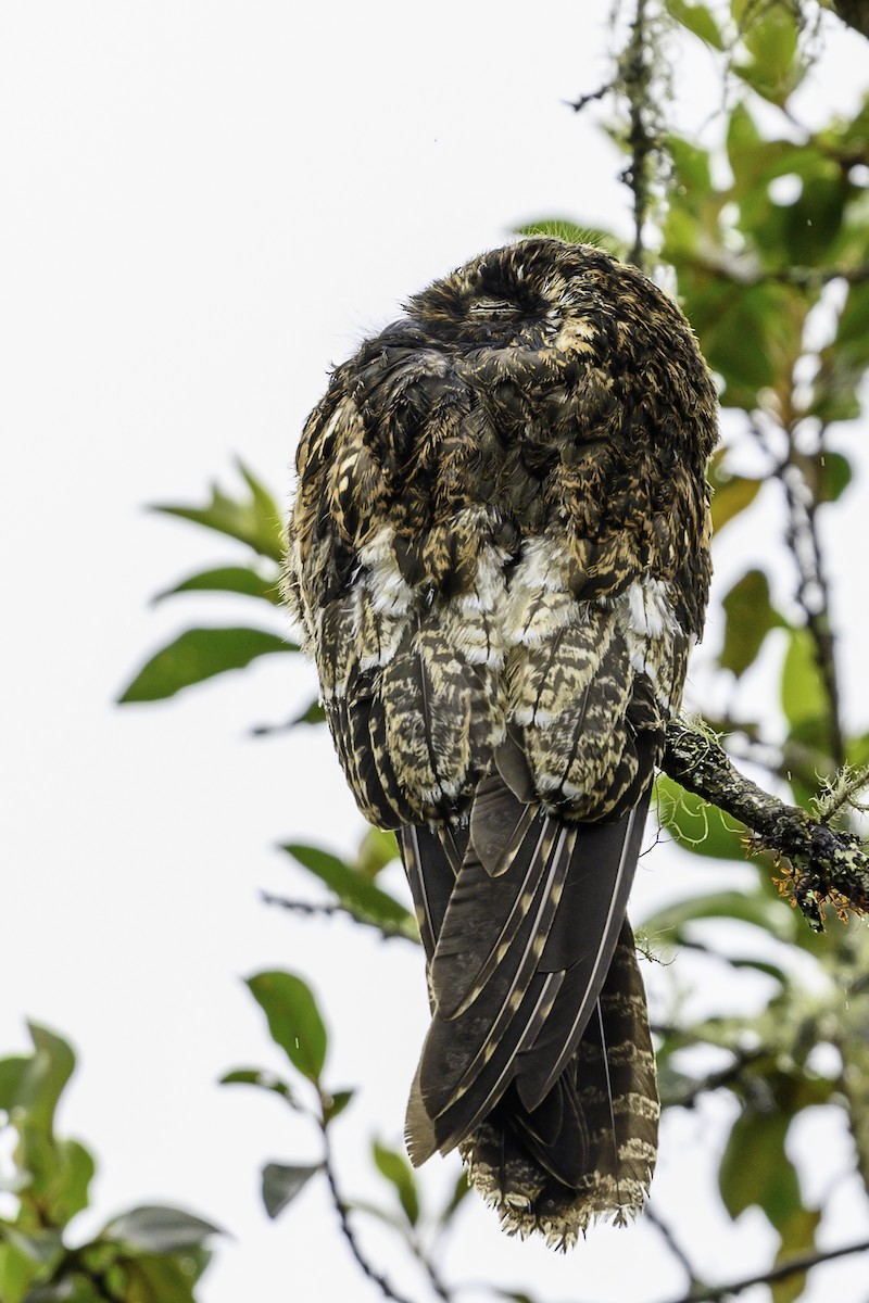 Andean Potoo - ML640053161