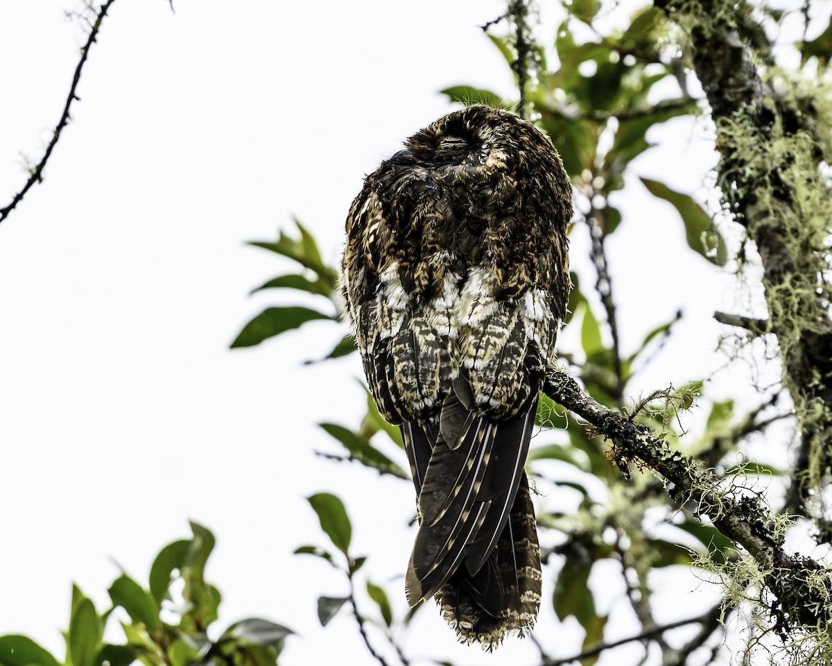 Andean Potoo - ML640053162