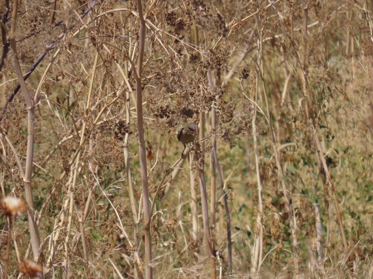 Blue Grosbeak - ML640053232