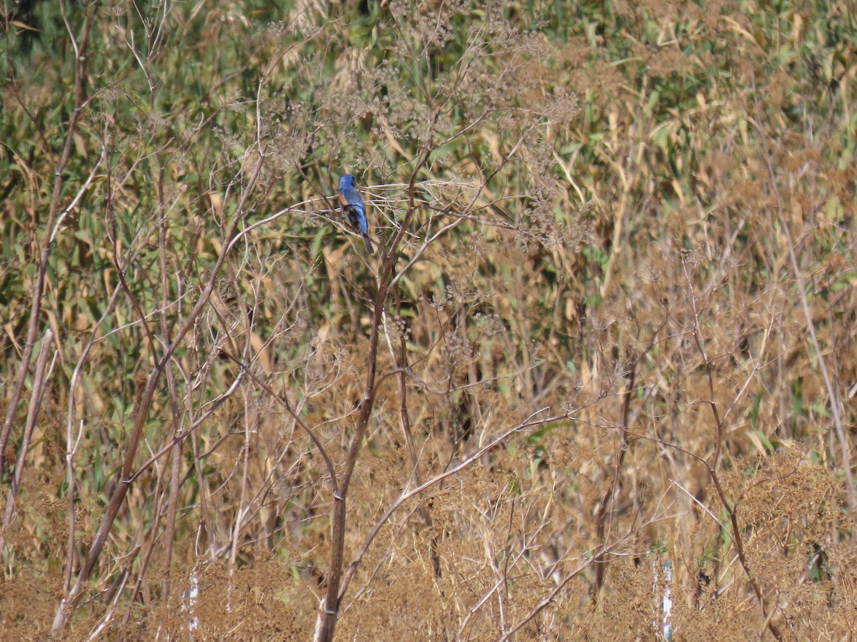 Blue Grosbeak - ML640053233