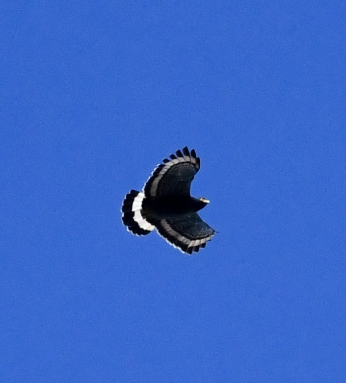 Mountain Serpent-Eagle - ML640053237