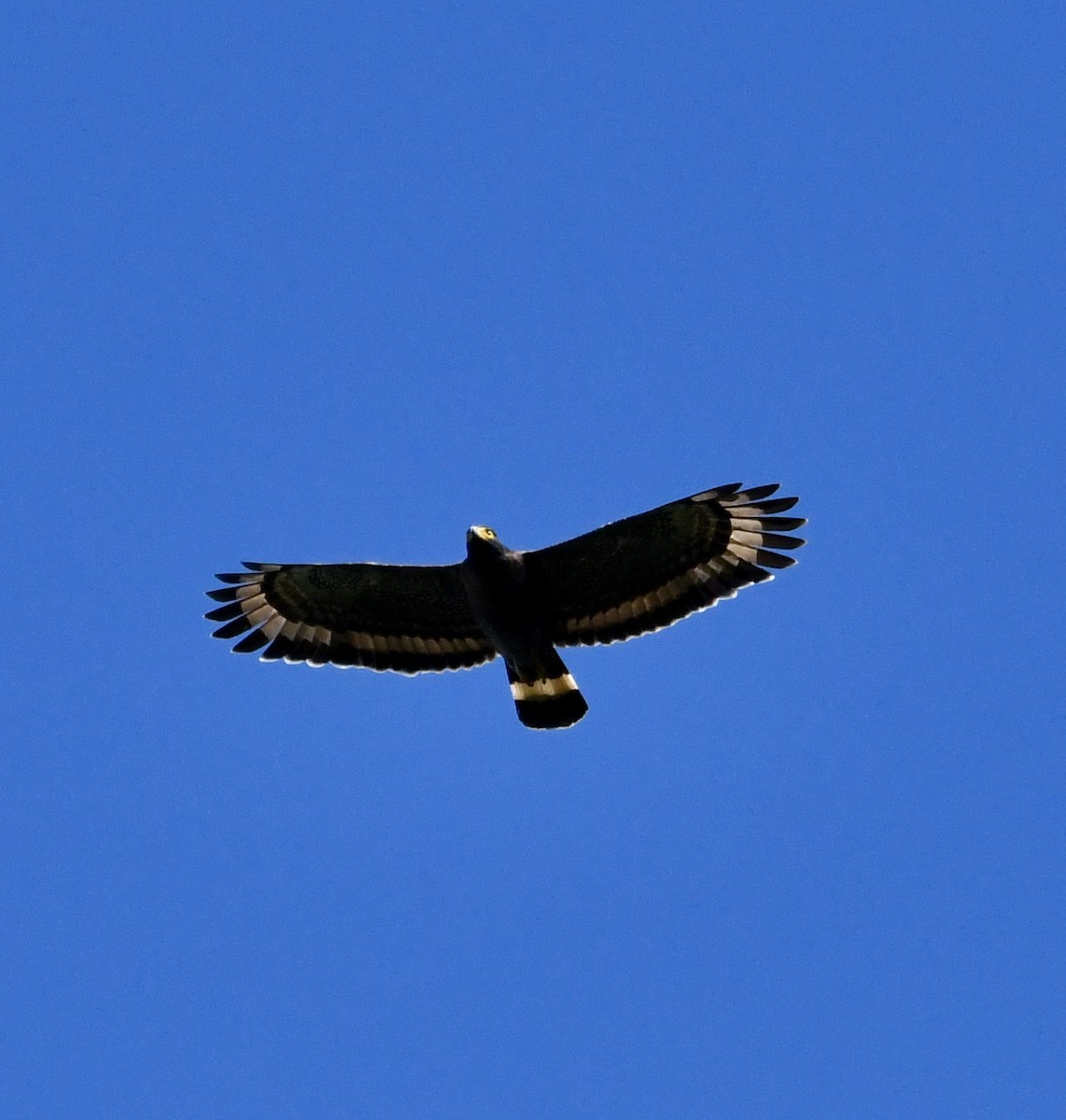 Mountain Serpent-Eagle - ML640053238