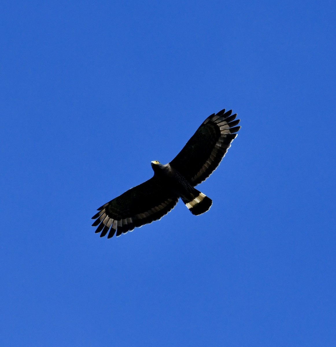 Mountain Serpent-Eagle - ML640053239
