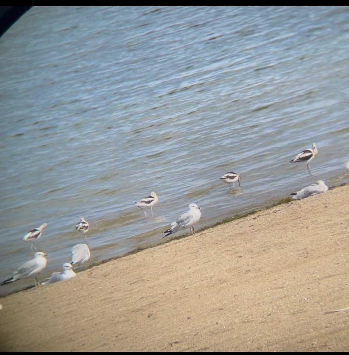 American Avocet - ML640053258