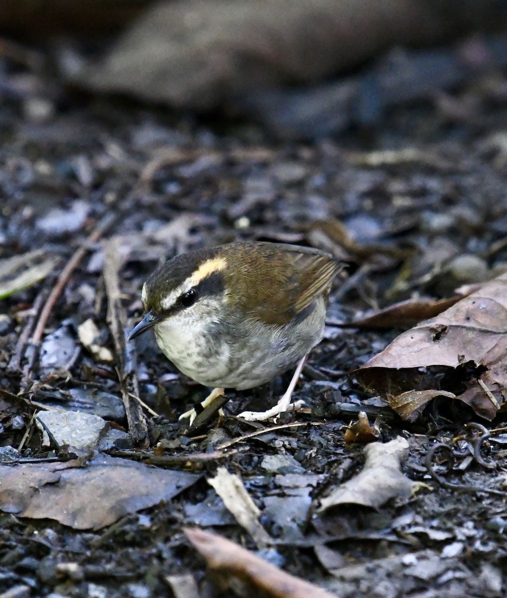 Bornean Stubtail - ML640053260