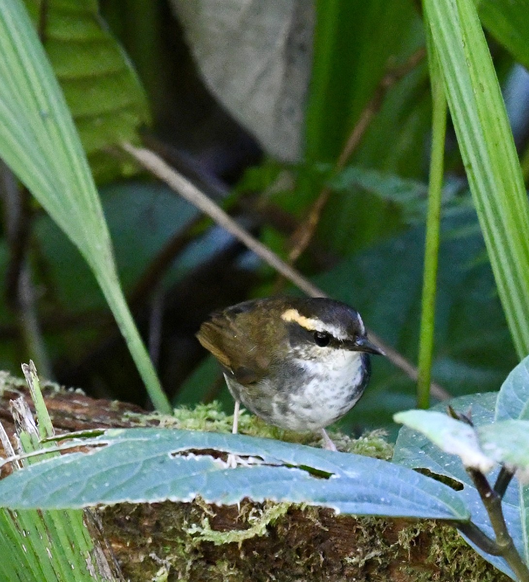 Bornean Stubtail - ML640053261