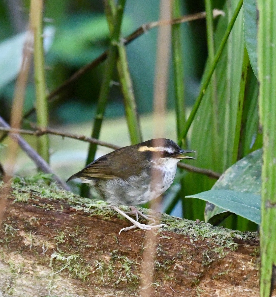 Bornean Stubtail - ML640053262