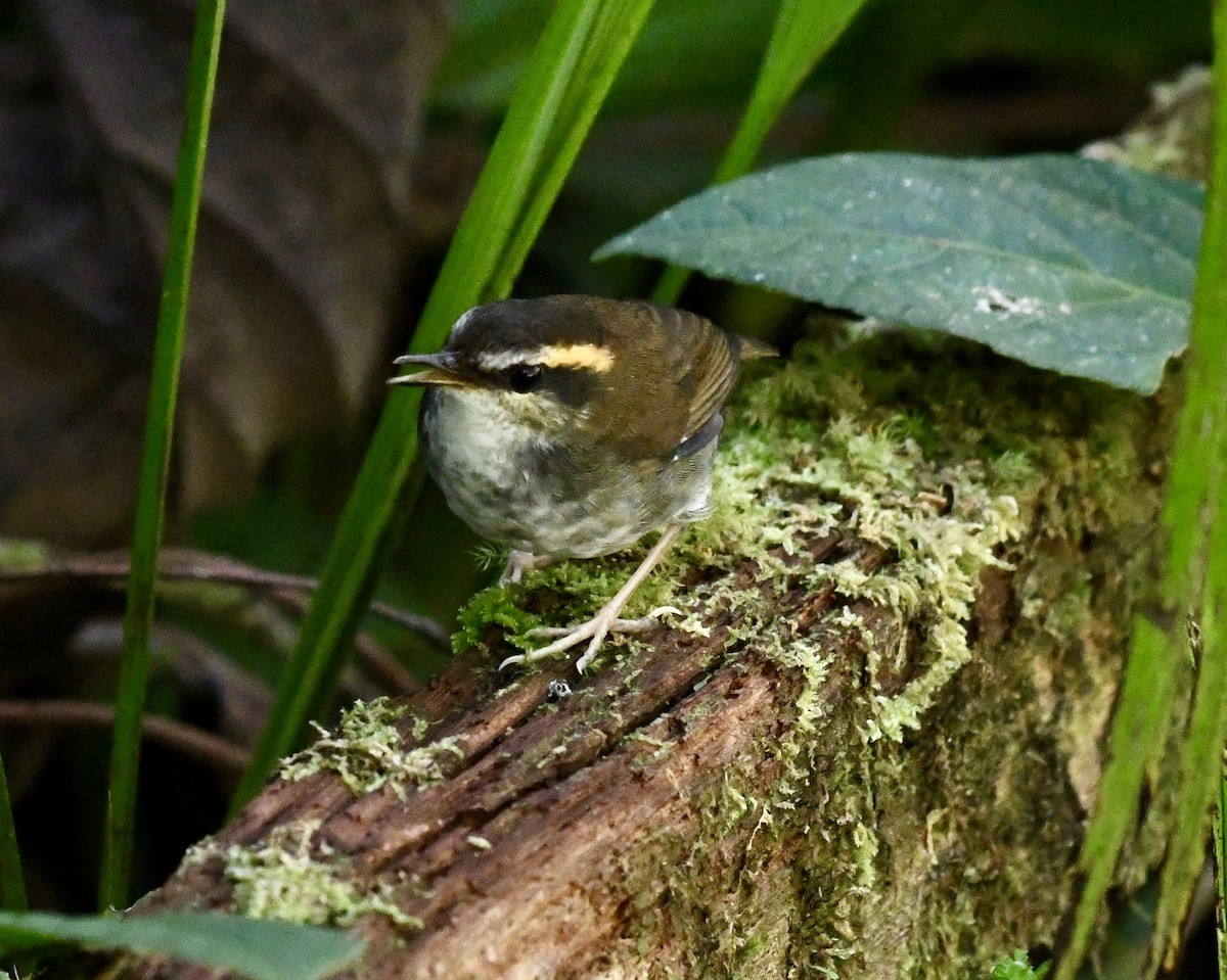 Bornean Stubtail - ML640053263