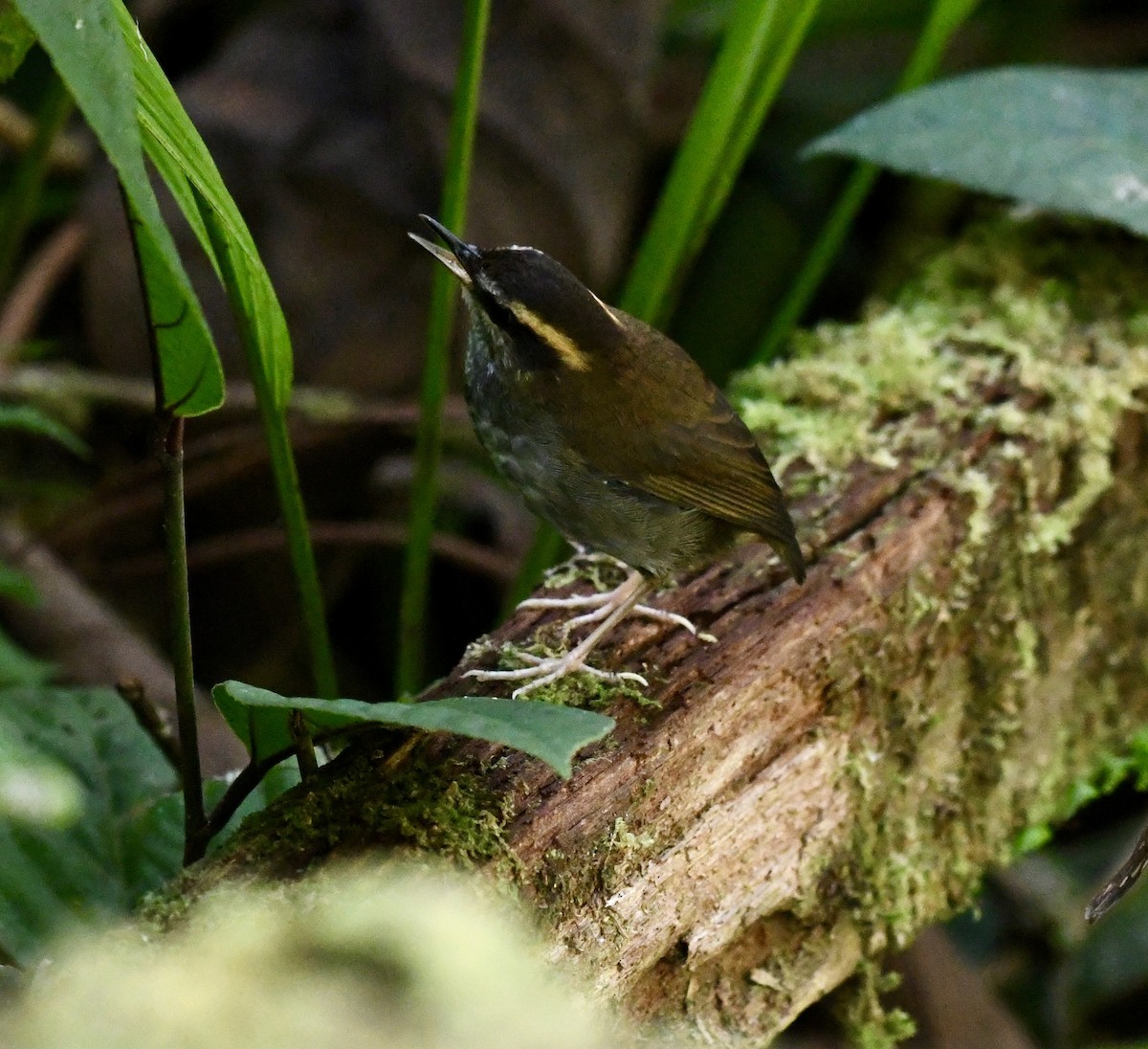 Bornean Stubtail - ML640053264