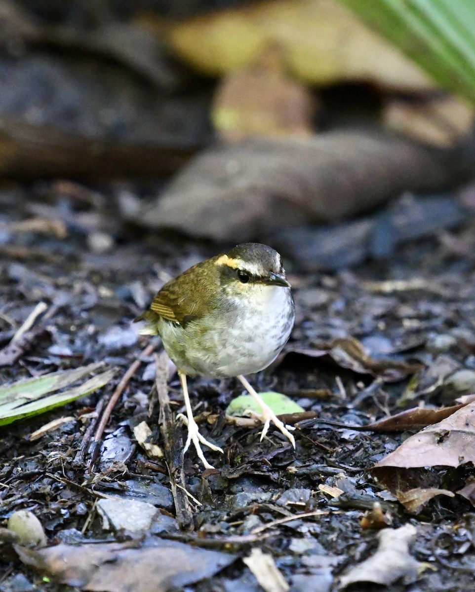 Bornean Stubtail - ML640053265