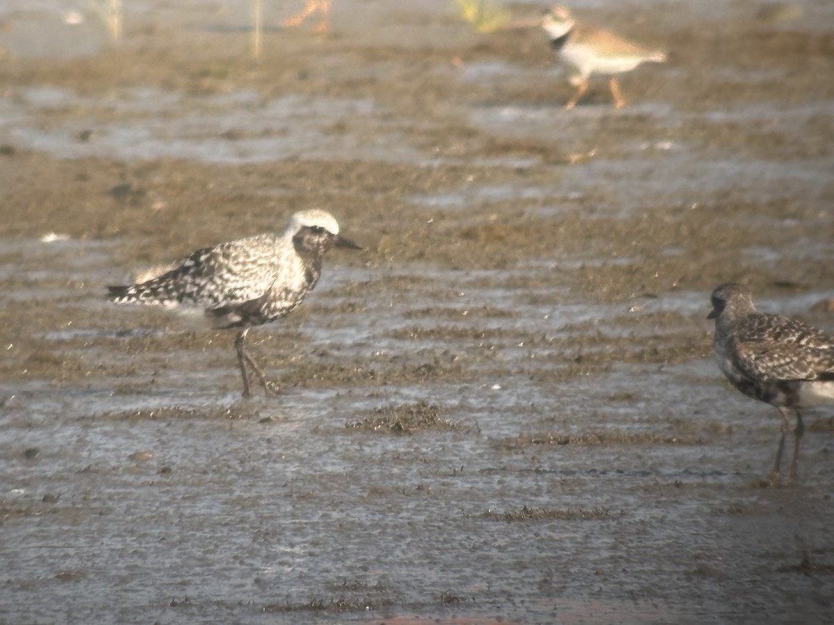 Black-bellied Plover - ML640053365
