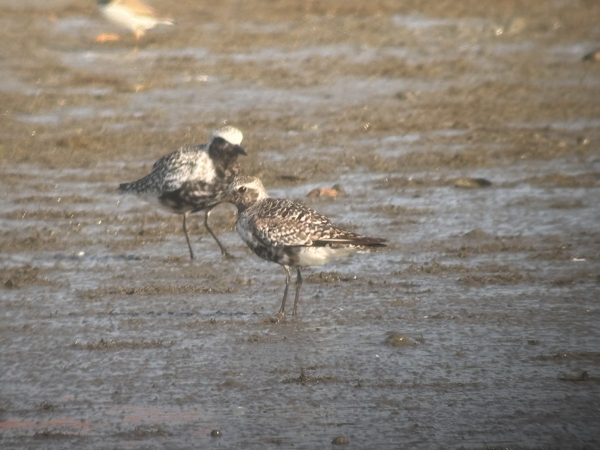Black-bellied Plover - ML640053366
