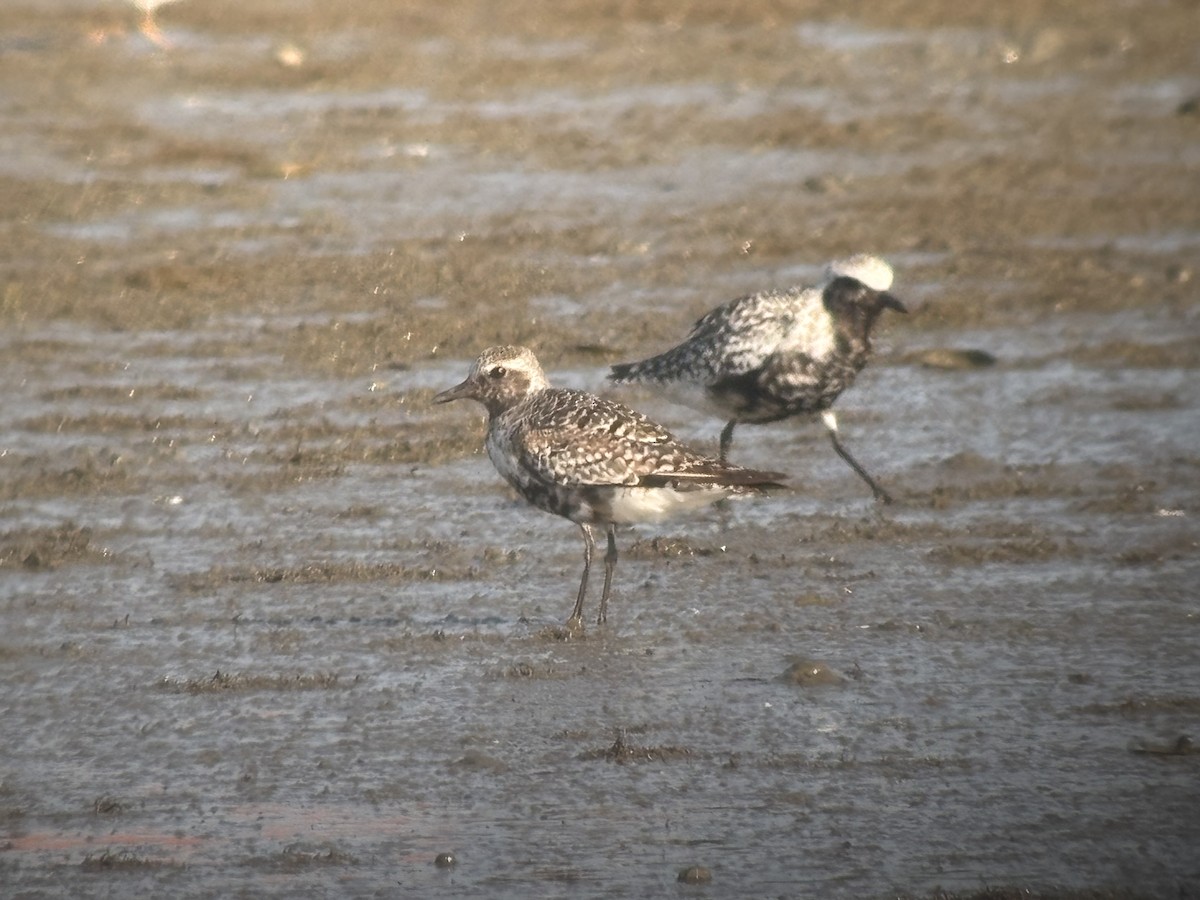 Black-bellied Plover - ML640053367