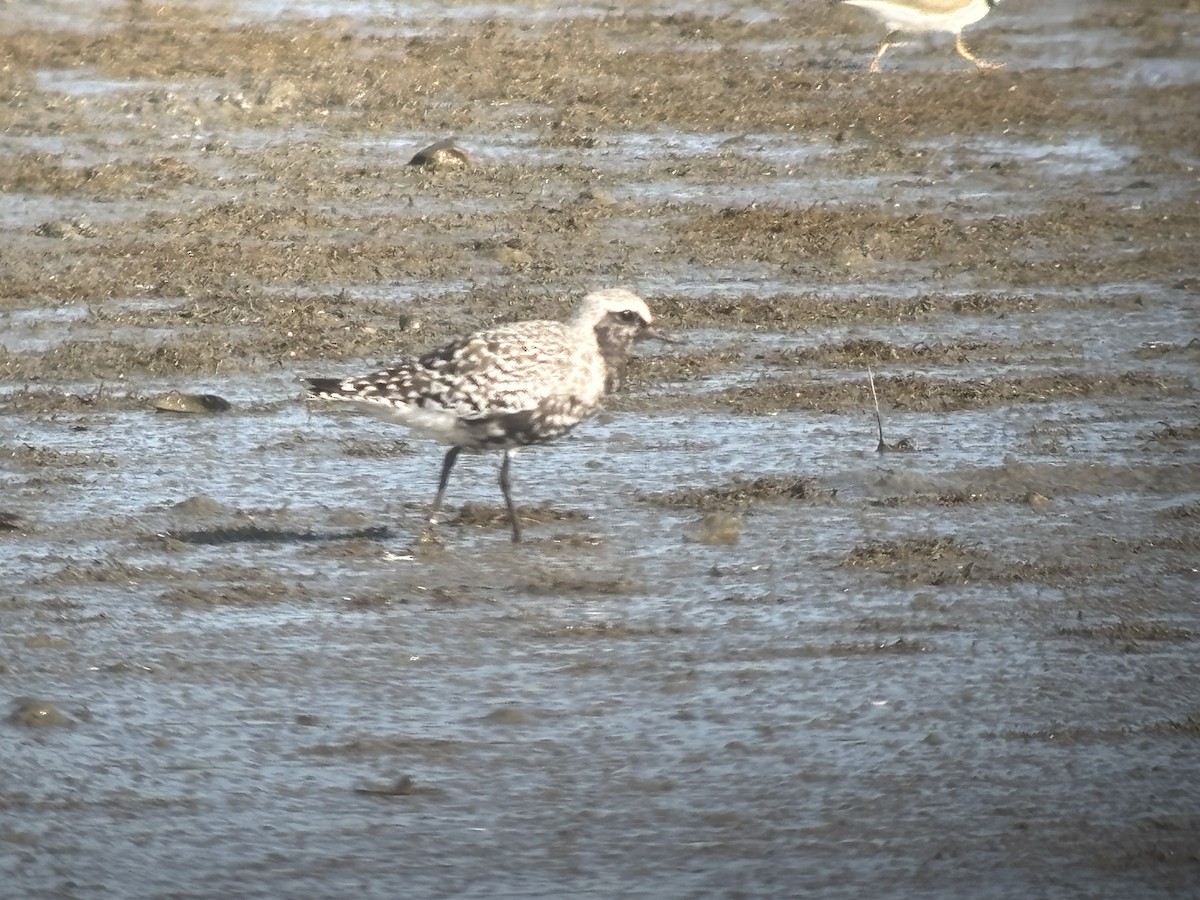 Black-bellied Plover - ML640053368