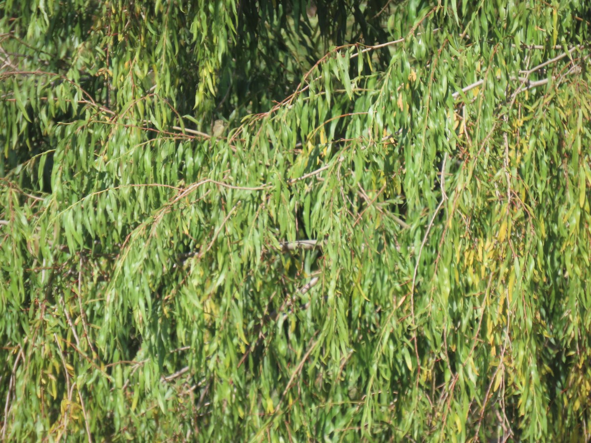 Western Flycatcher - ML640053389