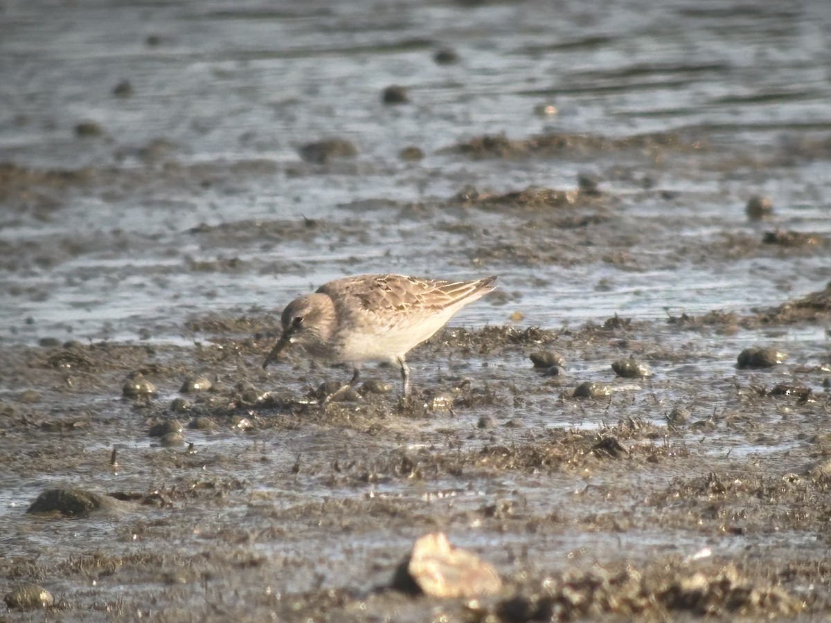 White-rumped Sandpiper - ML640053392