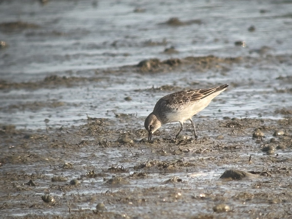 White-rumped Sandpiper - ML640053393