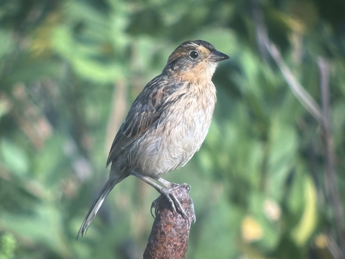 Saltmarsh Sparrow - ML640053424