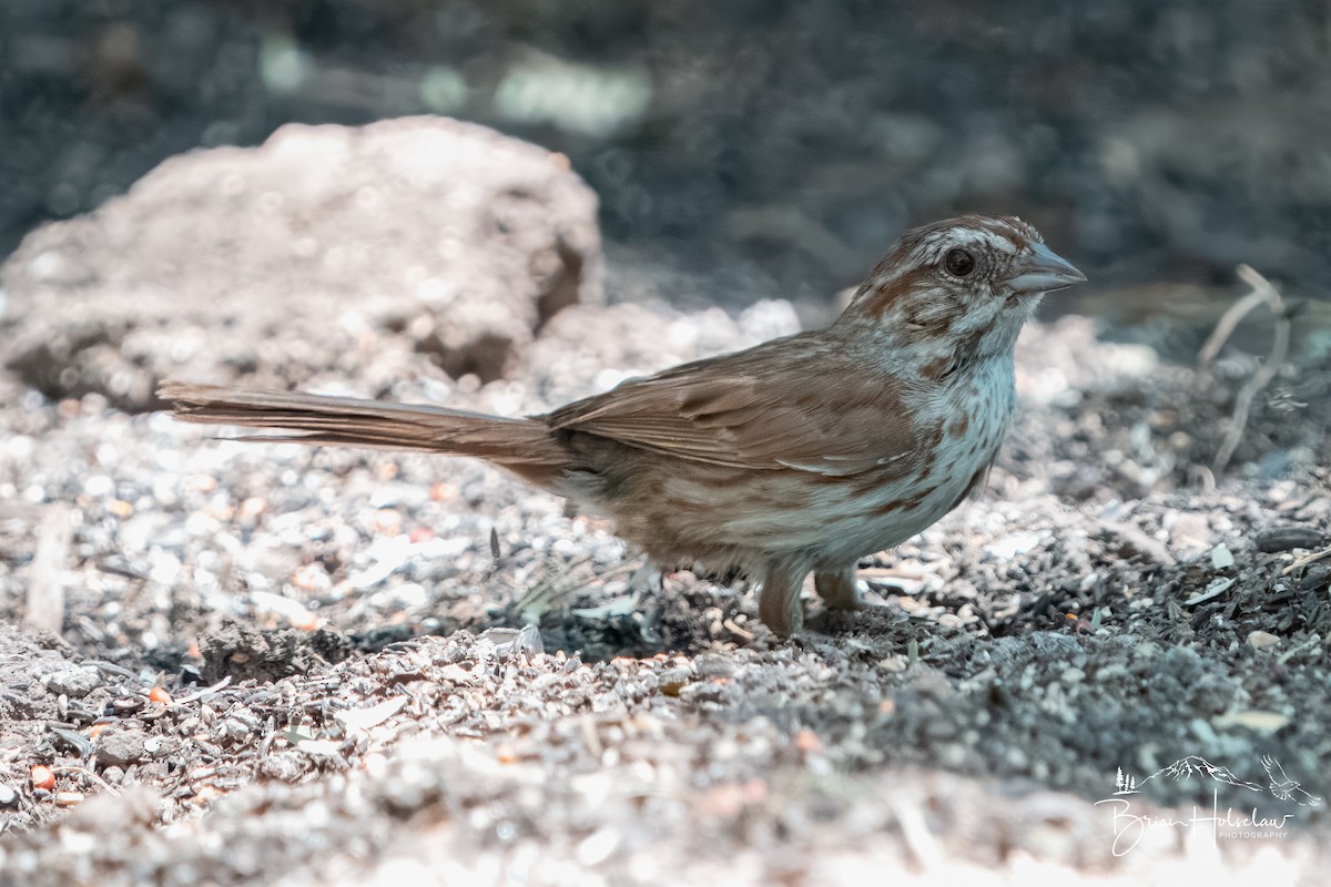 Song Sparrow (fallax Group) - ML640053478