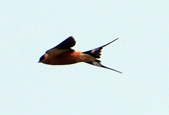 Rufous-chested Swallow - ML640053533
