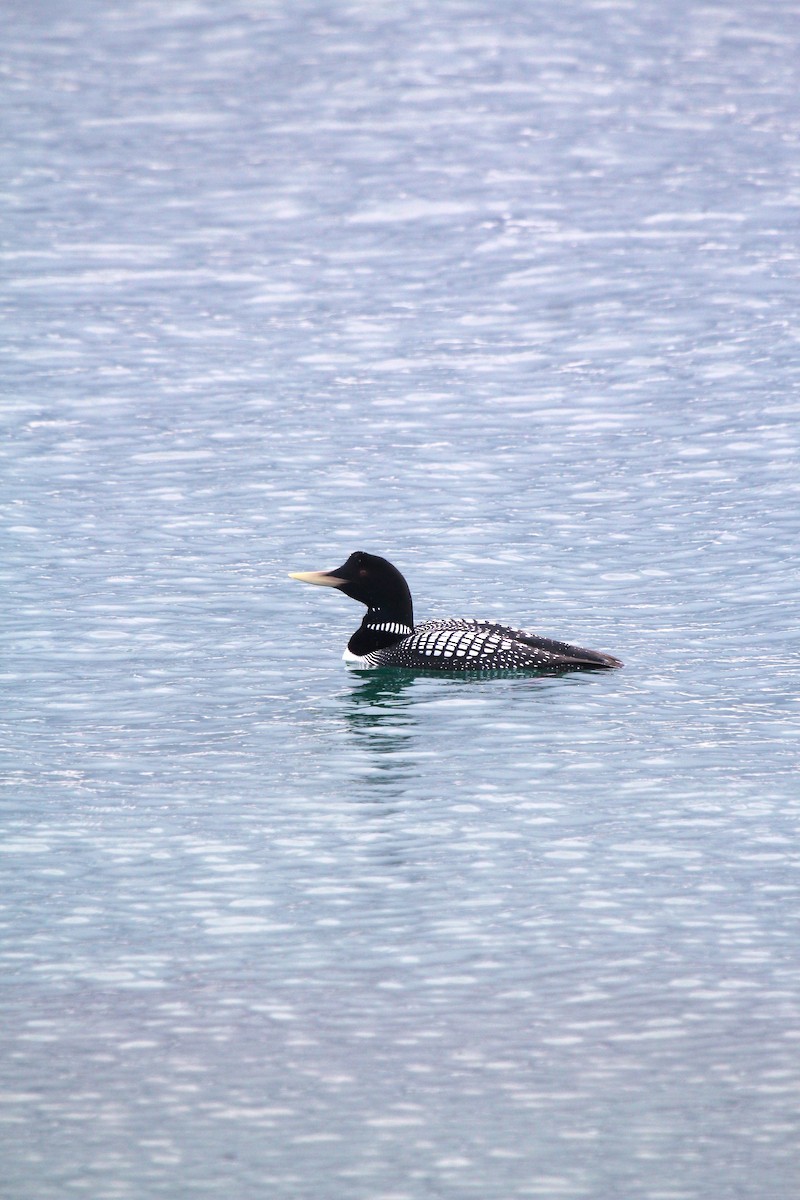 Plongeon à bec blanc - ML640053602