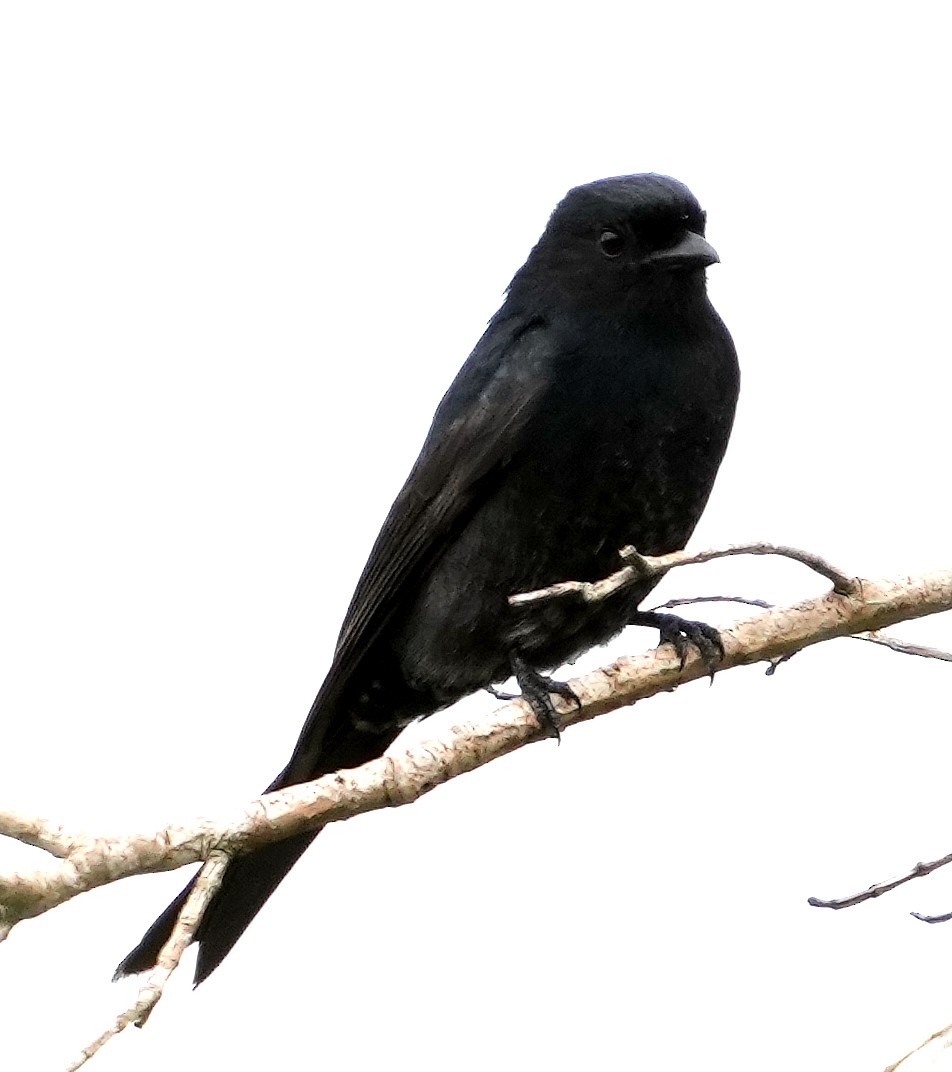 Fork-tailed Drongo (adsimilis Group) - ML640053664